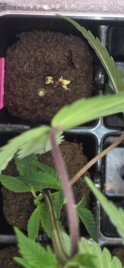 I c purple punch I pop. Week 0 - 12/31 the shell got stuck, so I pinched it to crack it open. 