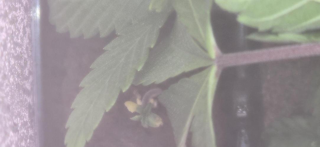 I c purple punch I pop. Week 0 - 1/1 she's a fighter