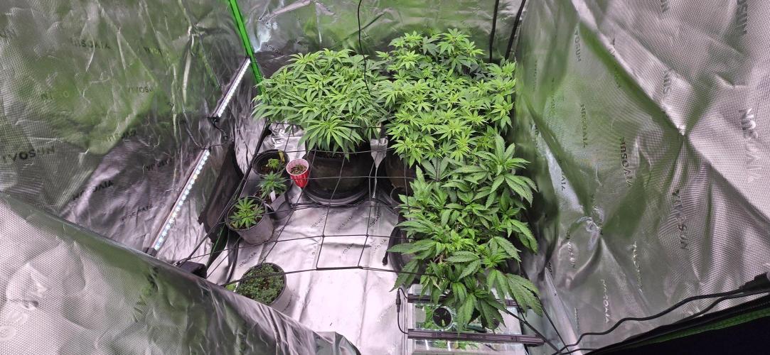 From seed. Week 9 - 1/2