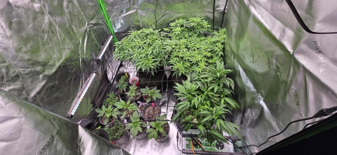 From seed. Week 9 - 1/3