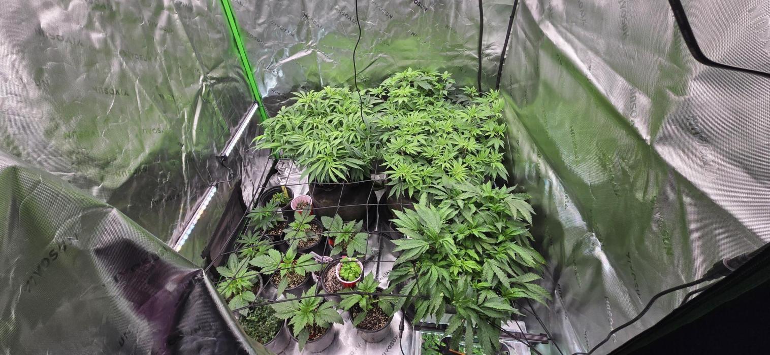 From seed. Week 10 - 1/4