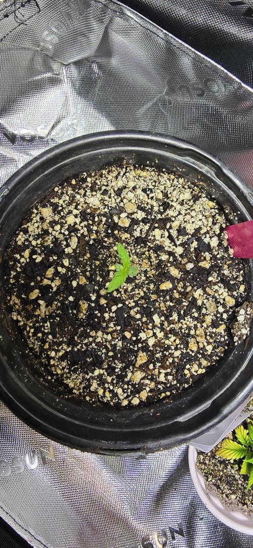 I c purple punch I pop. Week 1 - 1/5