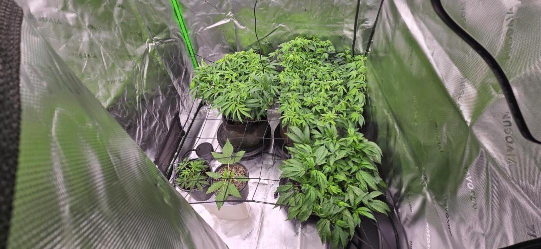 From seed. Week 11 - Flipped 1/4 light up to 70% from 40 to maintain 38 DLI. Nightie night