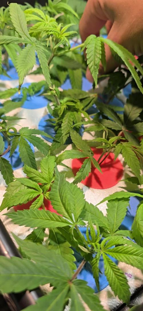 Dwc propagation and vegetation station