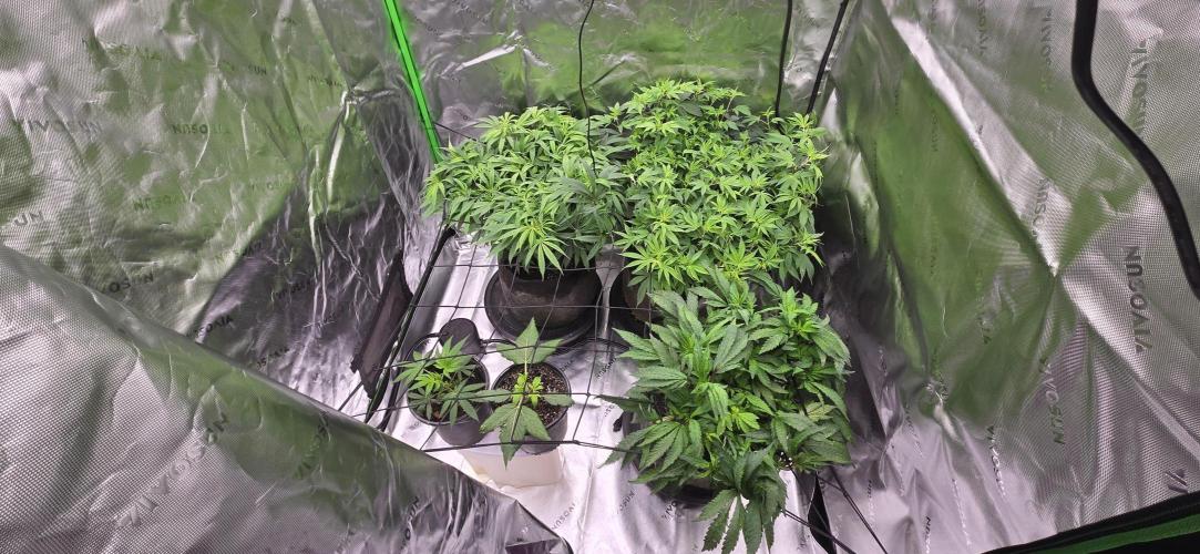 From seed. Week 11 - 1/5 first day of flower lighting, signs of stretch on small ones.

