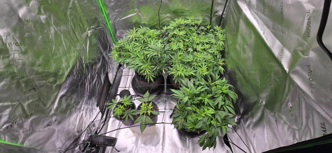 From seed. Week 11 - 1/6 morning, they are very happy. gonna let them sip