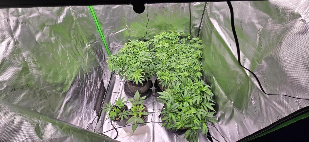 From seed. Week 11 - 1/7 night, they handled 12 hrs of this light intensity just fine. 