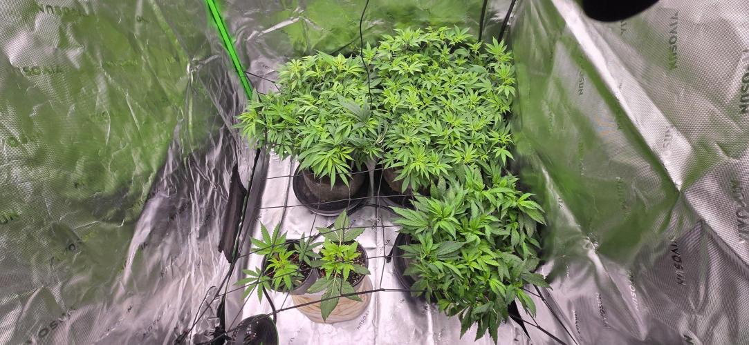 From seed. Week 11 - 1/7 morning, no drench rn see how they do before sleep tomro