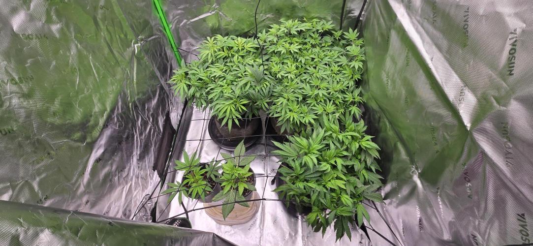 From seed. Week 11 - 1/8 night, they look great bumped light to 80%