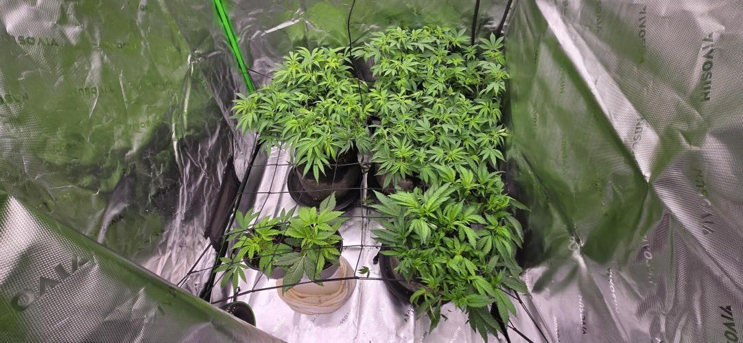 From seed. Week 11 - 1/9 morning, done some targeted defoliation to open up tops. 