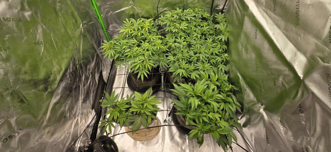 From seed. Week 11 - 1/10 night, despite defol, they did not skip a beat. 