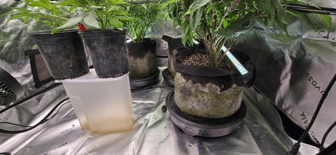 From seed. Week 11 - 1/10 got the supplemental lighting in