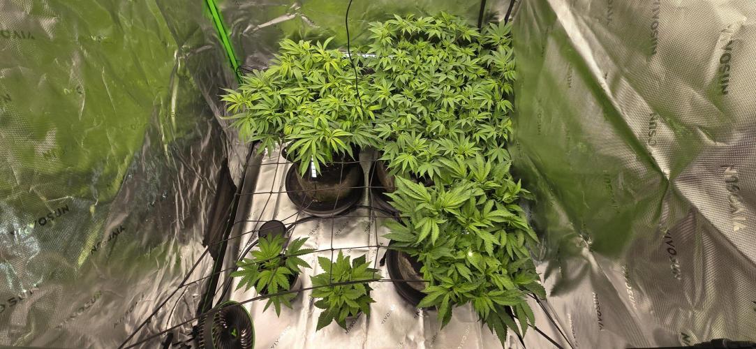 From seed. Week 12 - 1/11 lights out first day of second week of flower/stretch. 