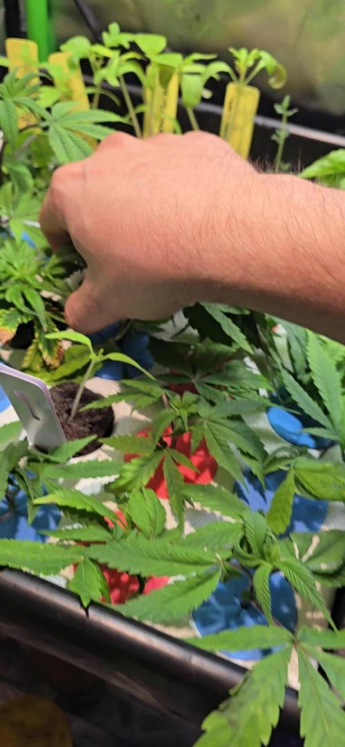 Dwc propagation and vegetation station