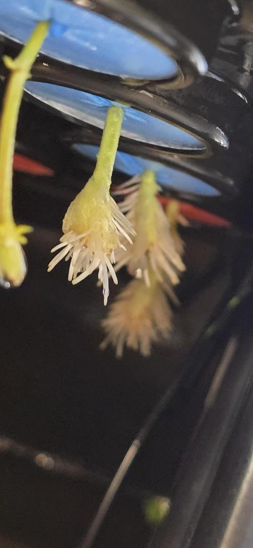 Dwc propagation and vegetation station. Week 2