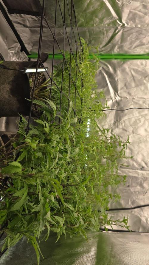 From seed. Week 12 - 1/15 lights out