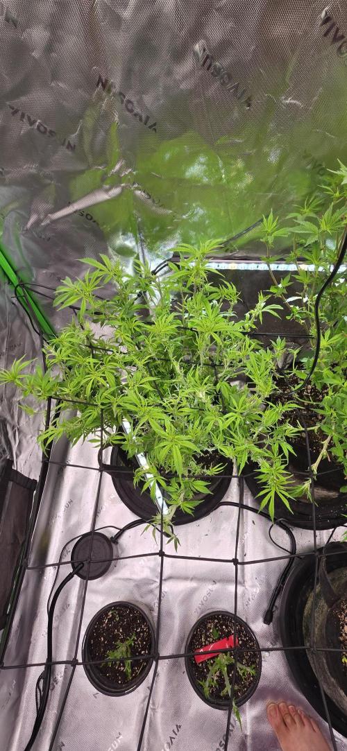 From seed. Week 12 - 1/15 lights on