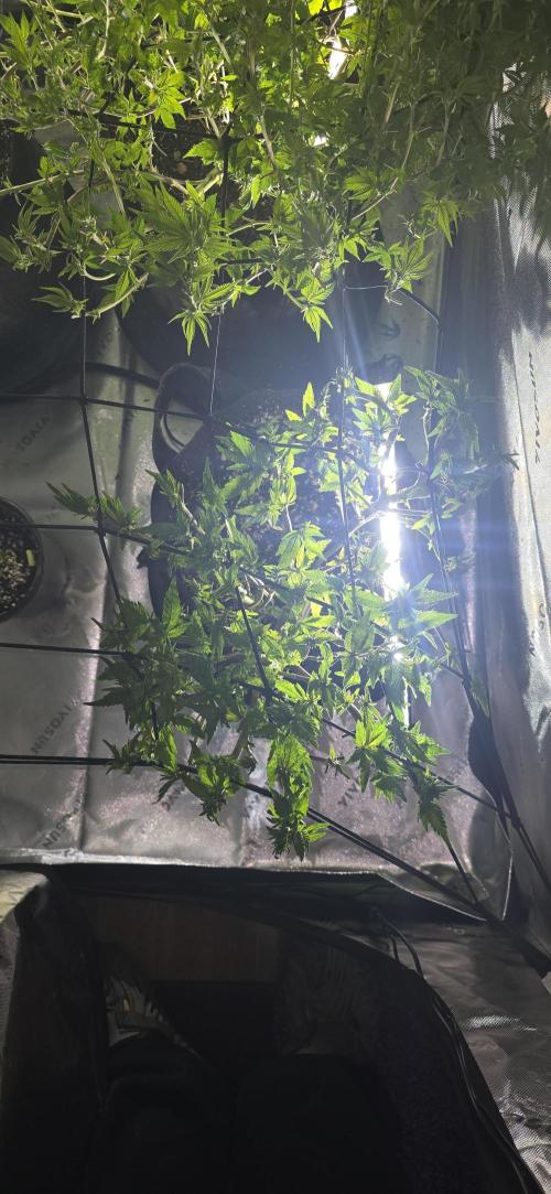 From seed. Week 12 - 1/16 lights on