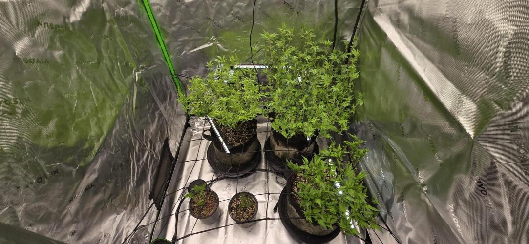 From seed. Week 13 - 1/18 plucking a few leaves here and there, never vegging this long again 