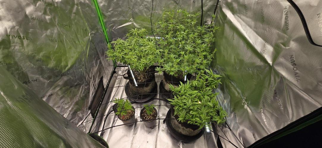 From seed. Week 13 - 1/21