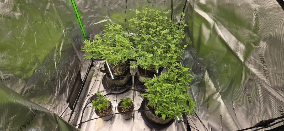 From seed. Week 13 - 1/21 evening first signs of buds forming. 