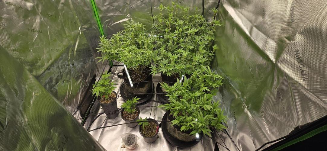 From seed. Week 13 - 1/23