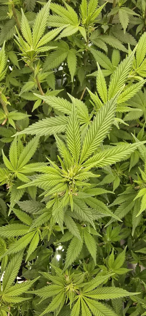 From seed. Week 13 - 1/23 gorilla glue