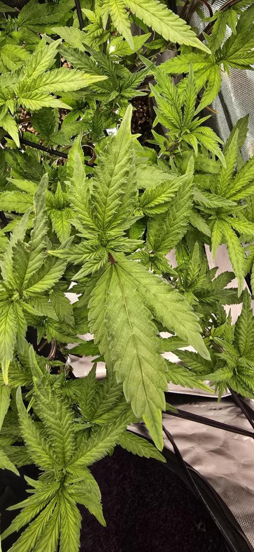 From seed. Week 13 - 1/23 kush mintz