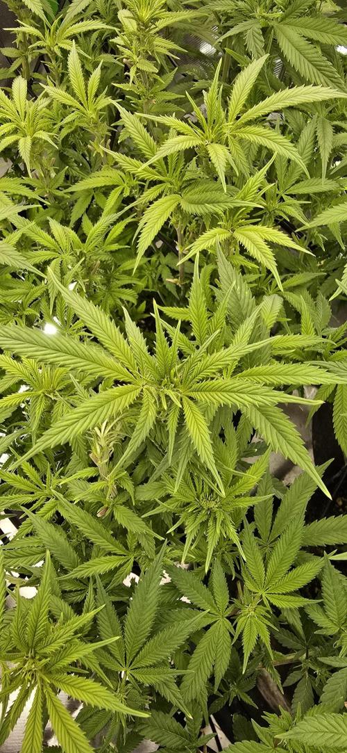 From seed. Week 13 - 1/23 Nam wah