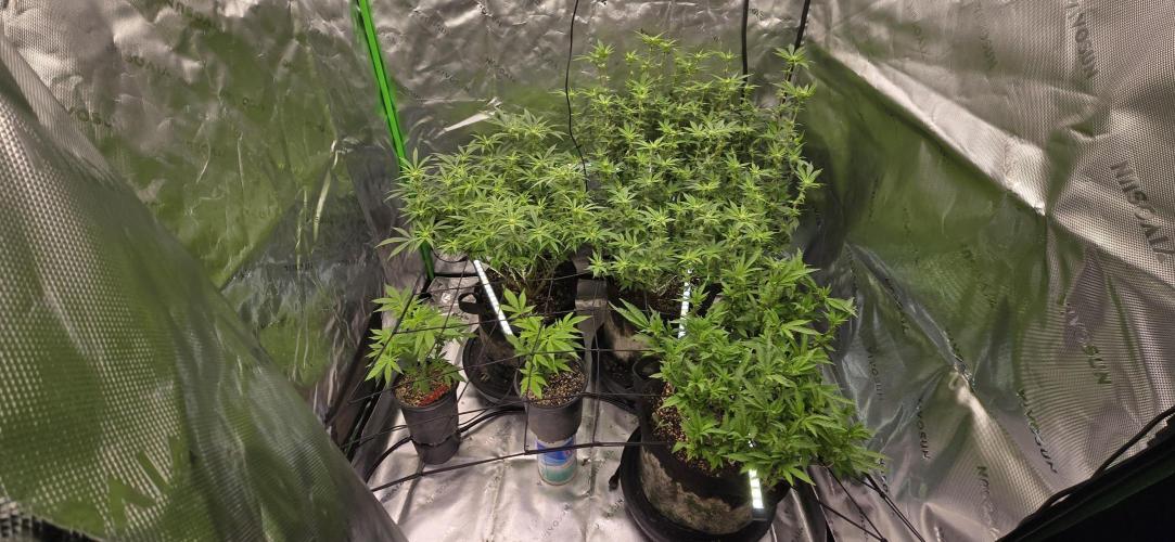 From seed. Week 14 - 1/25
