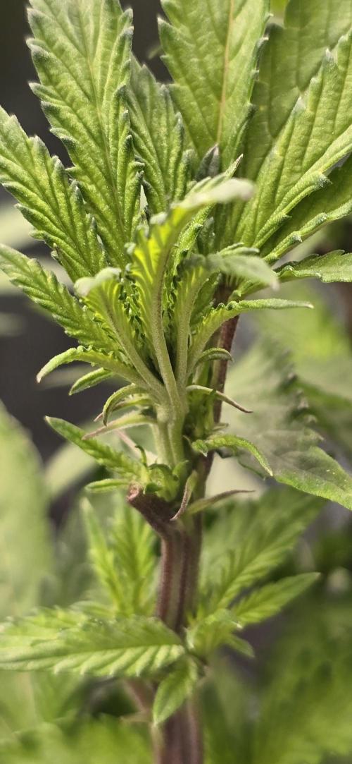 From seed. Week 14 - 1/25 kush mints