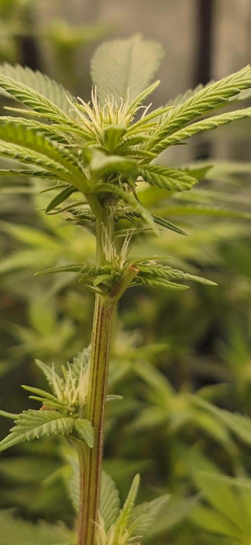 From seed. Week 14 - 1/25 Gg