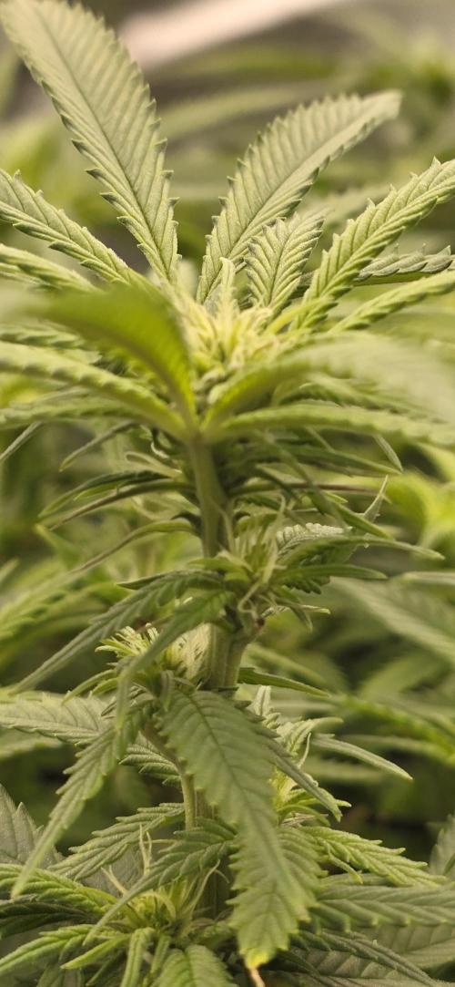 From seed. Week 14 - 1/25 Nam wah