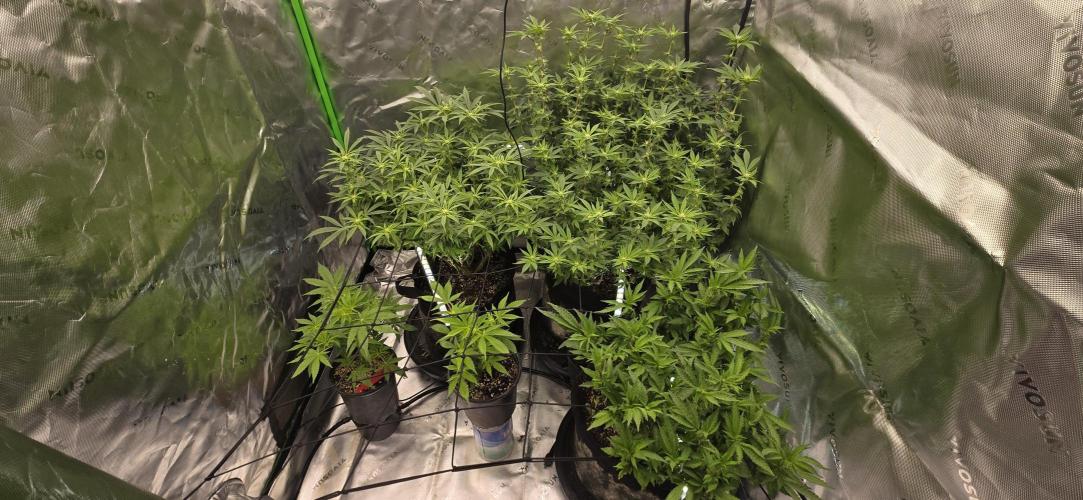 From seed. Week 14 - 1/26