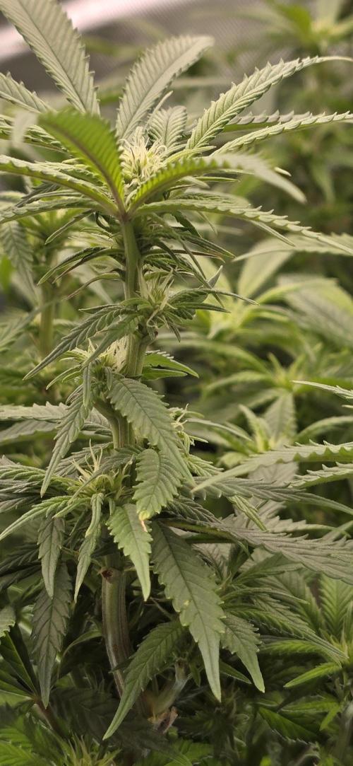 From seed. Week 14 - 1/26 namwah