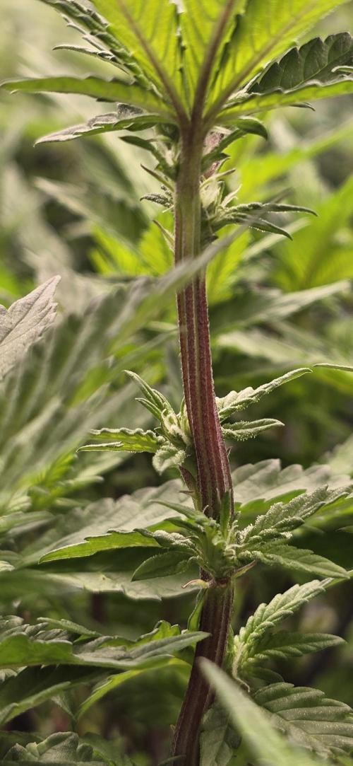 From seed. Week 14 - 1/26 kush mints