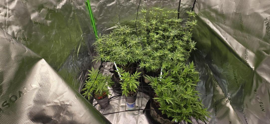 From seed. Week 14 - 1/27