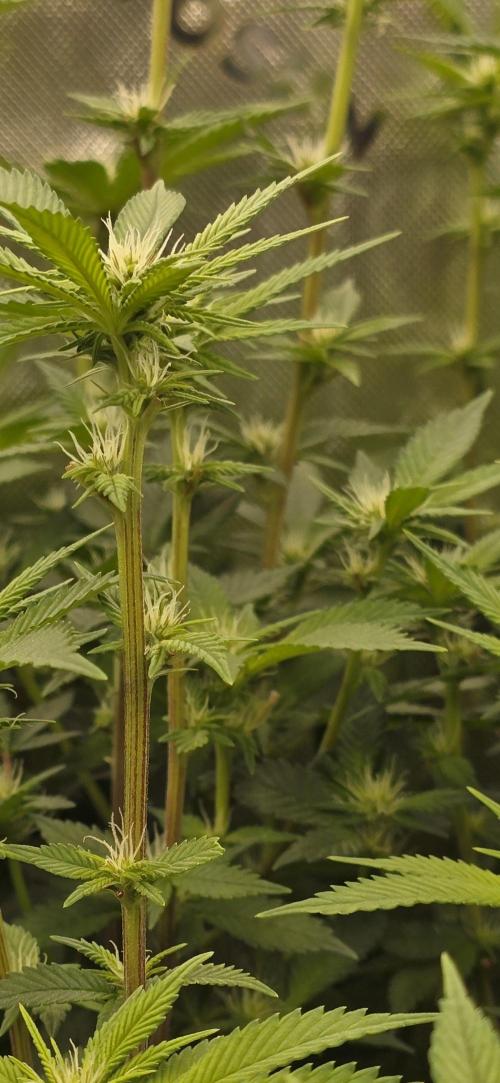 From seed. Week 14 - 1/27