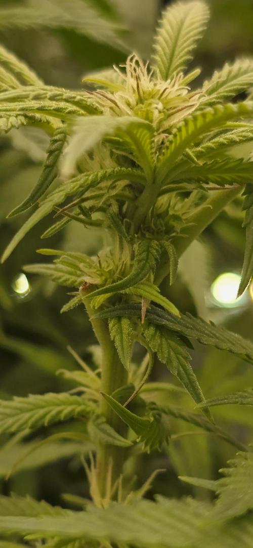 From seed. Week 14 - 1/27