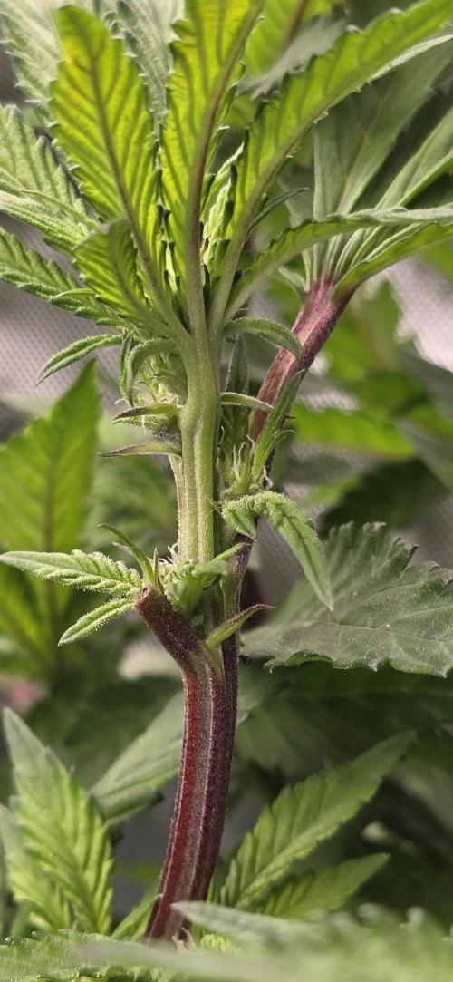 From seed. Week 14 - 1/27