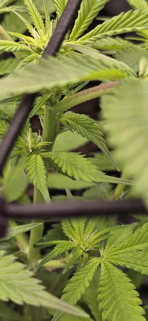 From seed. Week 14 - 1/27