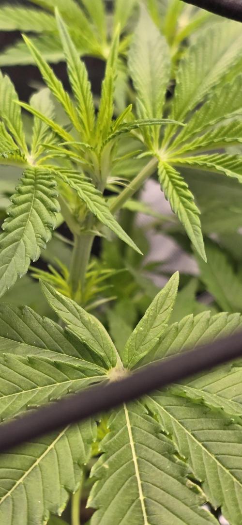 From seed. Week 14 - 1/27