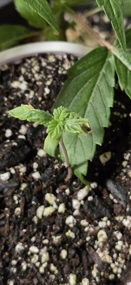 Auto test. Week 1 - Quit stressin