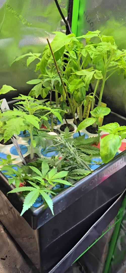 Dwc propagation and vegetation station