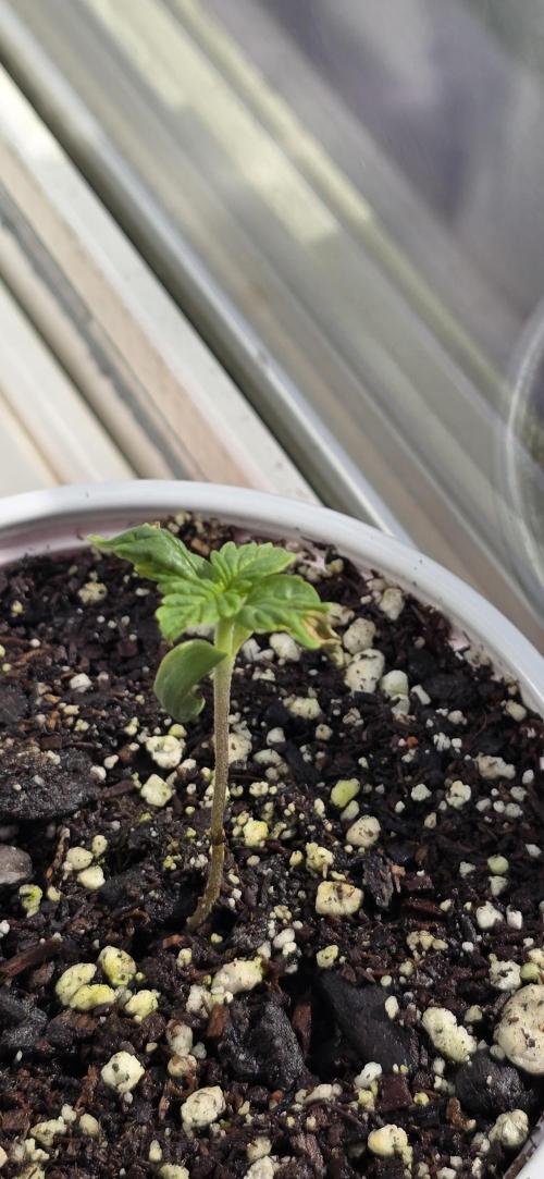 Auto test. Week 1 - 1/28