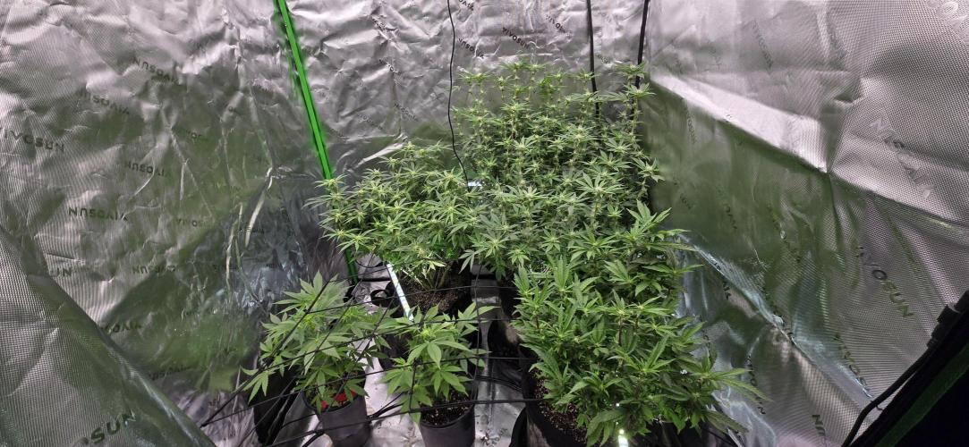 From seed. Week 14 - 1/29