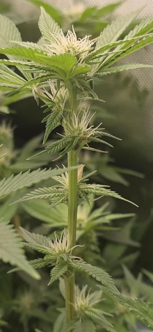 From seed. Week 14 - 1/29