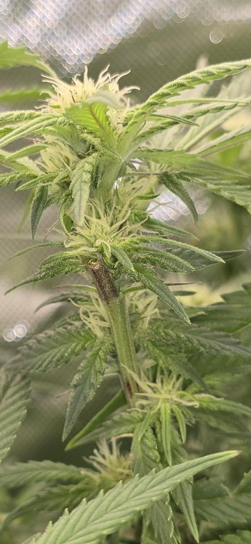 From seed. Week 14 - 1/29