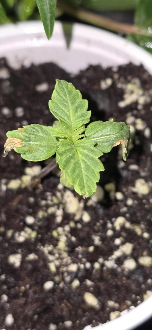 Auto test. Week 1 - 1/29