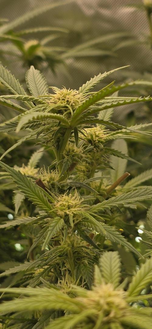 From seed. Week 14 - 1/30